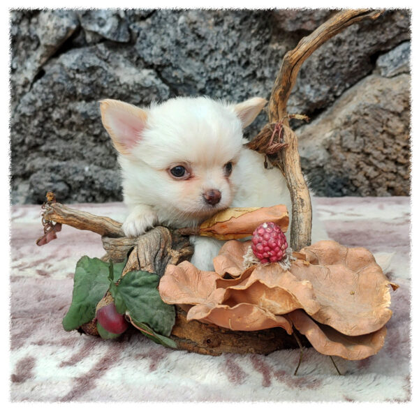 Sebastián - Imagen 2