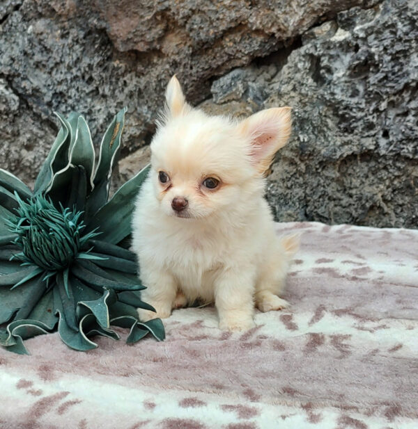 Sebastián - Imagen 4