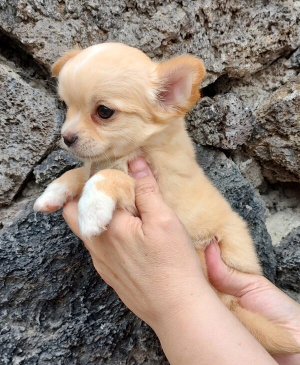 Mini-Baby - Imagen 4