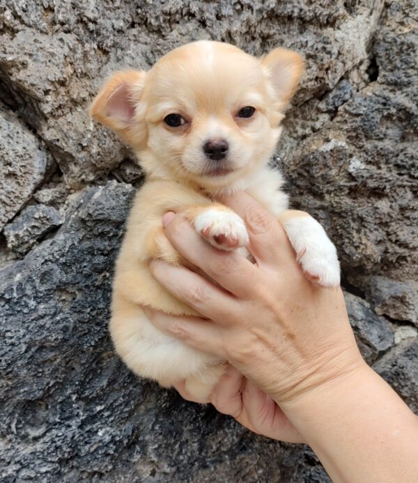 Mini-Baby - Imagen 3