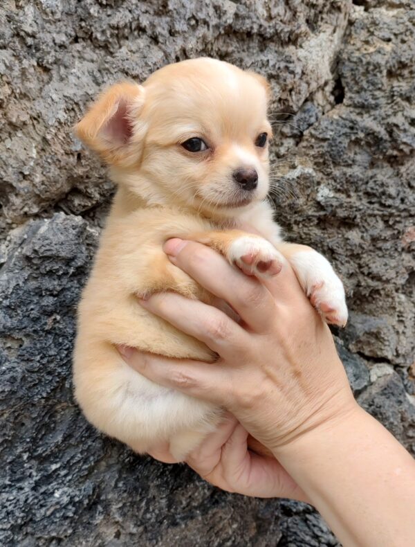 Mini-Baby - Imagen 2