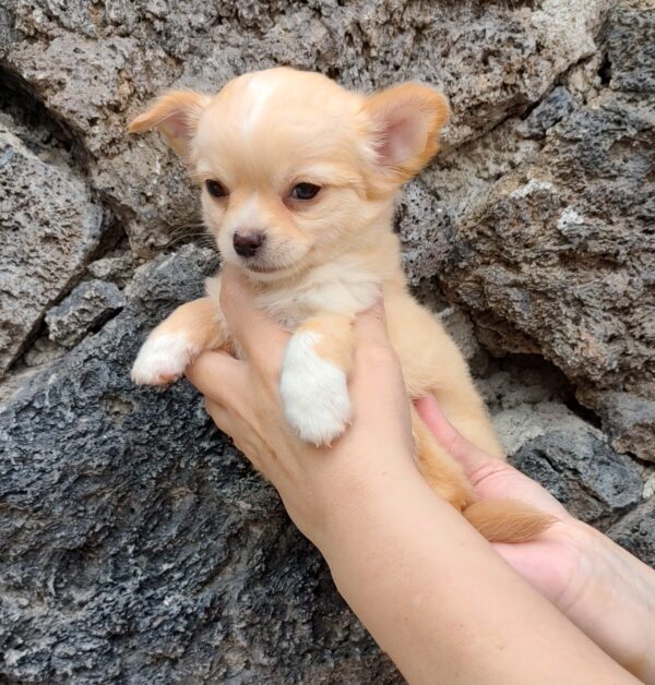 Mini-Baby