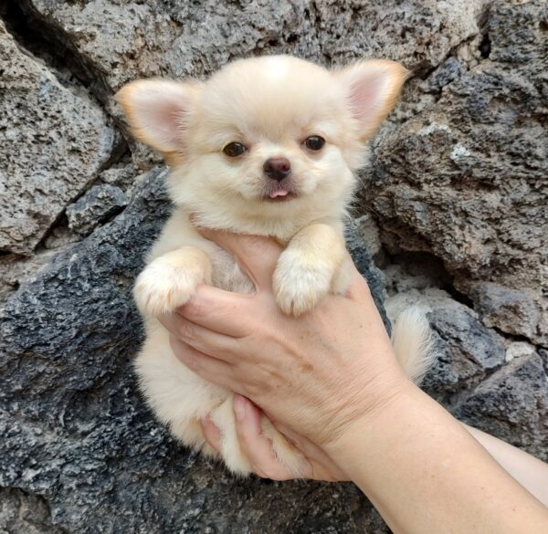 Gipsy - Imagen 5